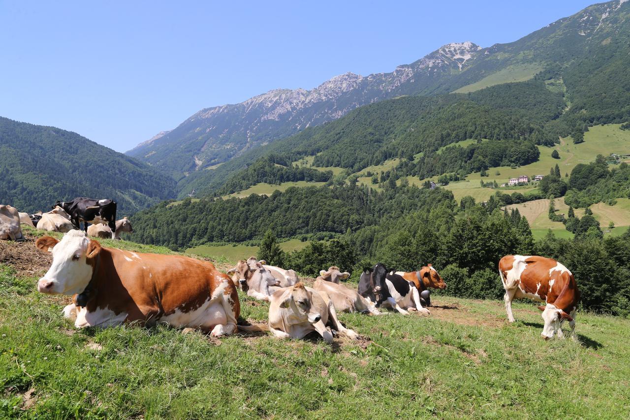 Albergo Alpino Da Tullio Avio Bagian luar foto